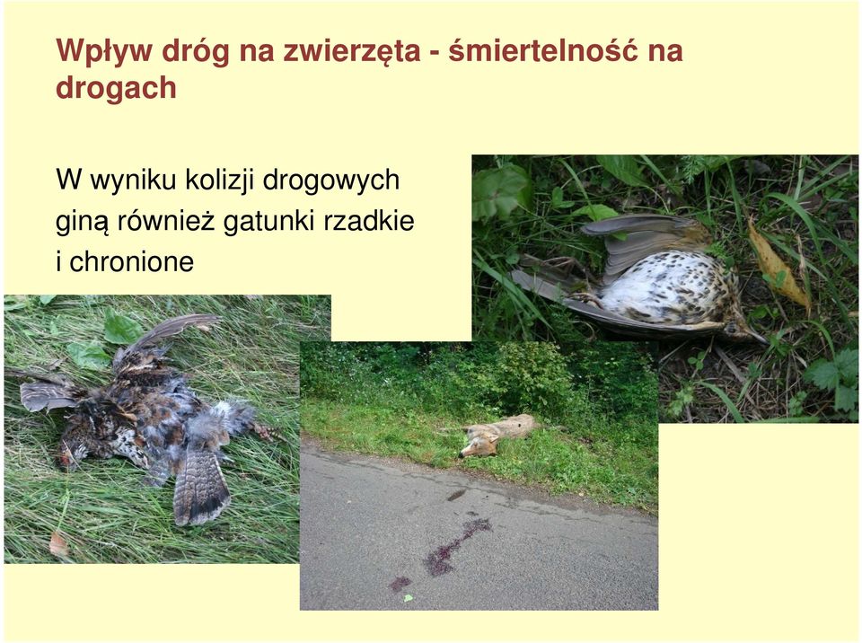wyniku kolizji drogowych