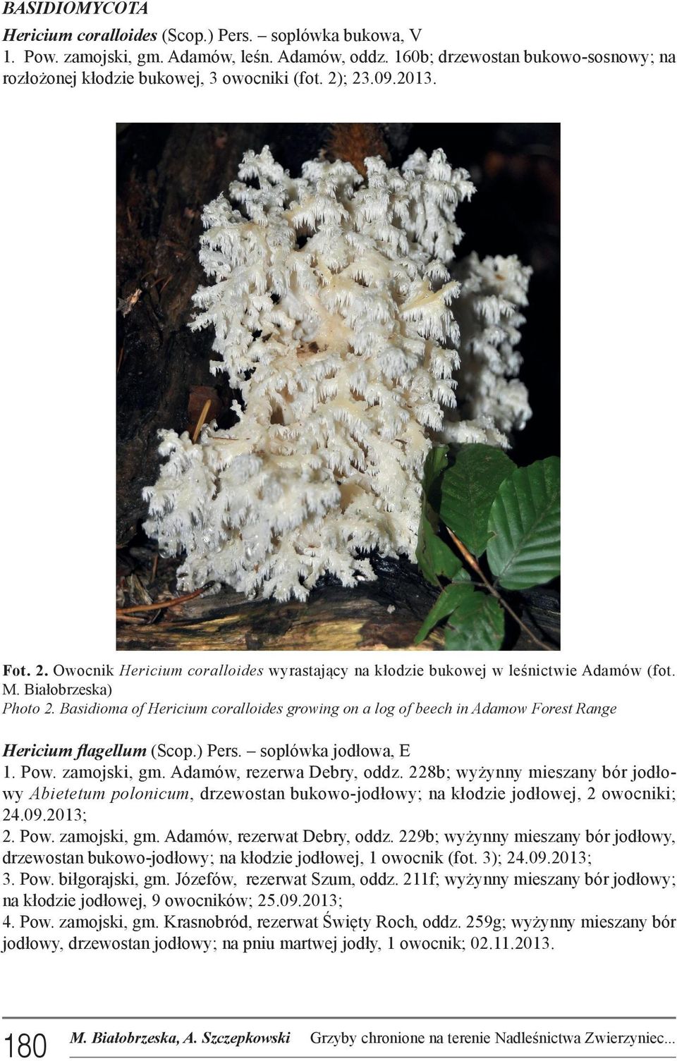 Basidioma of Hericium coralloides growing on a log of beech in Adamow Forest Range Hericium flagellum (Scop.) Pers. soplówka jodłowa, E 1. Pow. zamojski, gm. Adamów, rezerwa Debry, oddz.