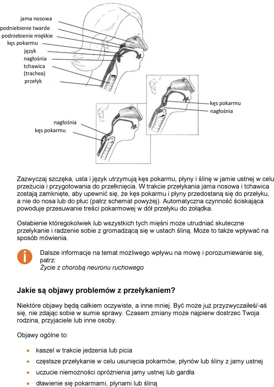 W trakcie przełykania jama nosowa i tchawica zostają zamknięte, aby upewnić się, że kęs pokarmu i płyny przedostaną się do przełyku, a nie do nosa lub do płuc (patrz schemat powyżej).