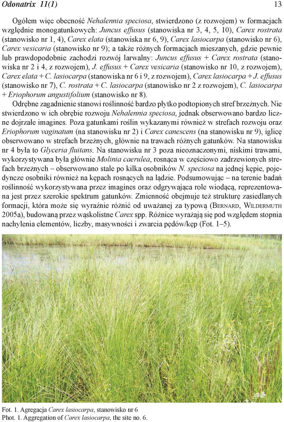 larwalny: Juncus effusus + Carex rostrata (stanowiska nr 2 i 4, z rozwojem), J. effusus + Carex vesicaria (stanowisko nr 10, z rozwojem), Carex elata + C.