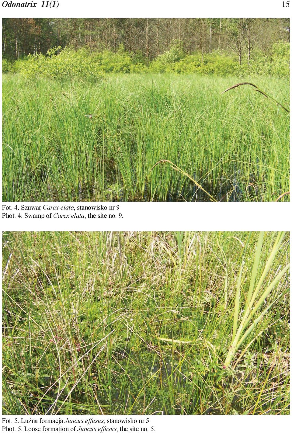 Swamp of Carex elata, the site no. 9. Fot. 5.