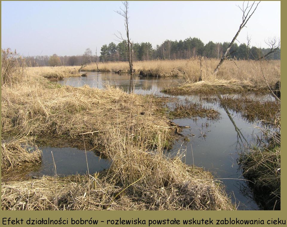 bobrów rozlewiska