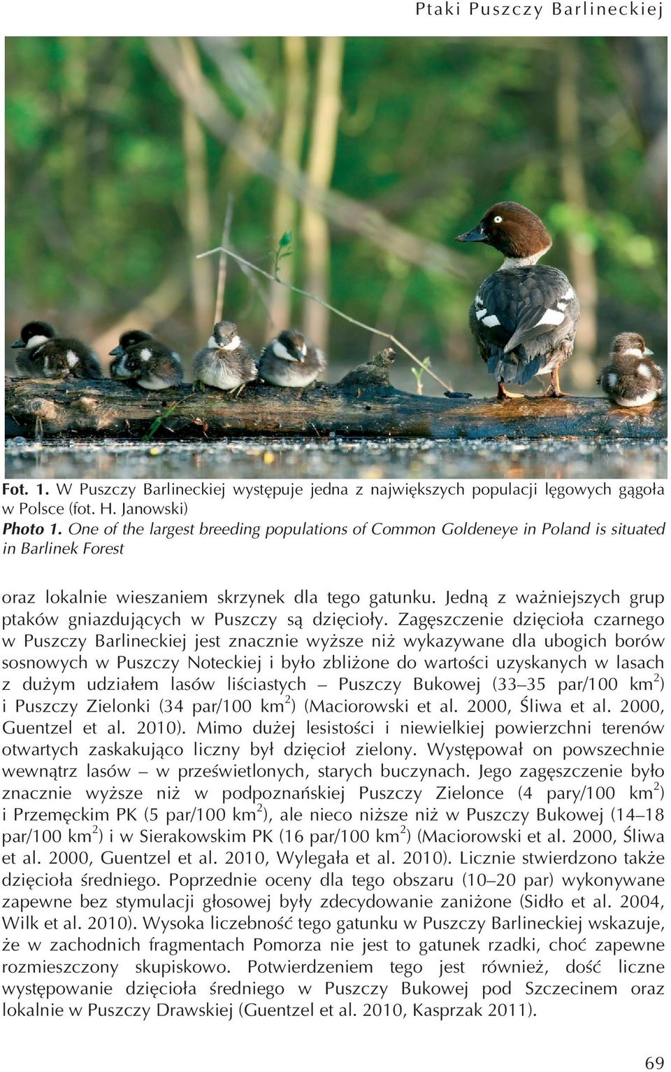 Jedną z ważniejszych grup ptaków gniazdujących w Puszczy są dzięcioły.