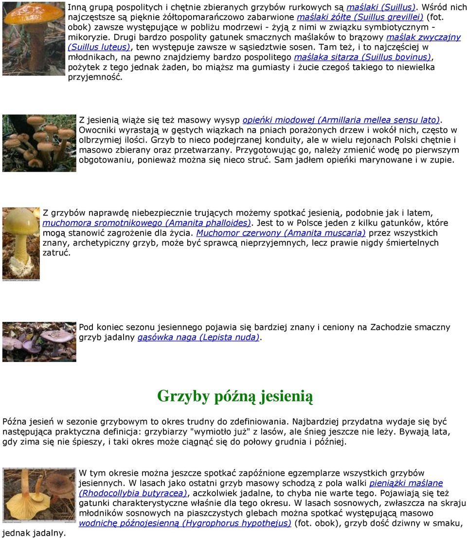 Drugi bardzo pospolity gatunek smacznych maślaków to brązowy maślak zwyczajny (Suillus luteus), ten występuje zawsze w sąsiedztwie sosen.