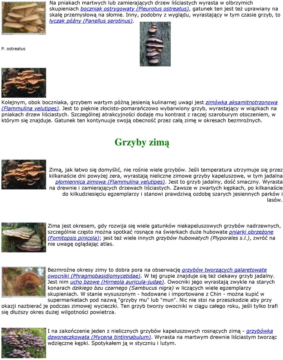 ostreatus Kolejnym, obok boczniaka, grzybem wartym późną jesienią kulinarnej uwagi jest zimówka aksamitnotrzonowa (Flammulina velutipes).