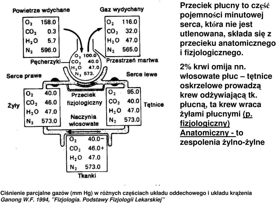 Budowa układu oddechowego (systema respiratoria) - PDF Free Download