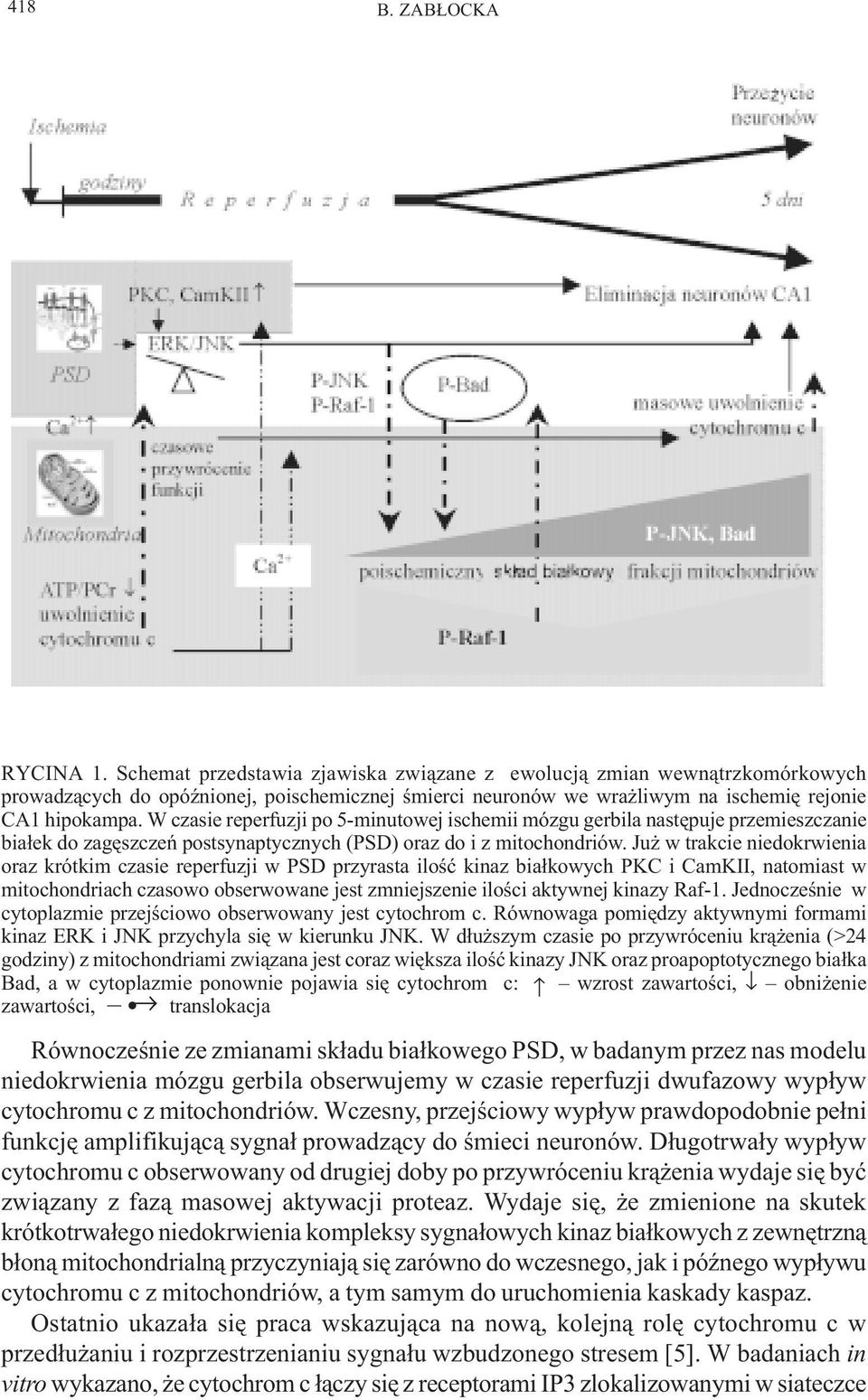 W czasie reperfuzji po 5-minutowej ischemii mózgu gerbila nastêpuje przemieszczanie bia³ek do zagêszczeñ postsynaptycznych (PSD) oraz do i z mitochondriów.