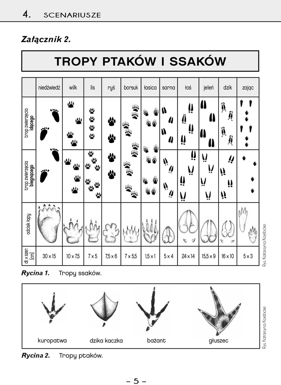 łapy trop zwierzęcia biegnącego dł. szer. [cm] trop zwierzęcia idącego Rycina 1. Rycina 2.