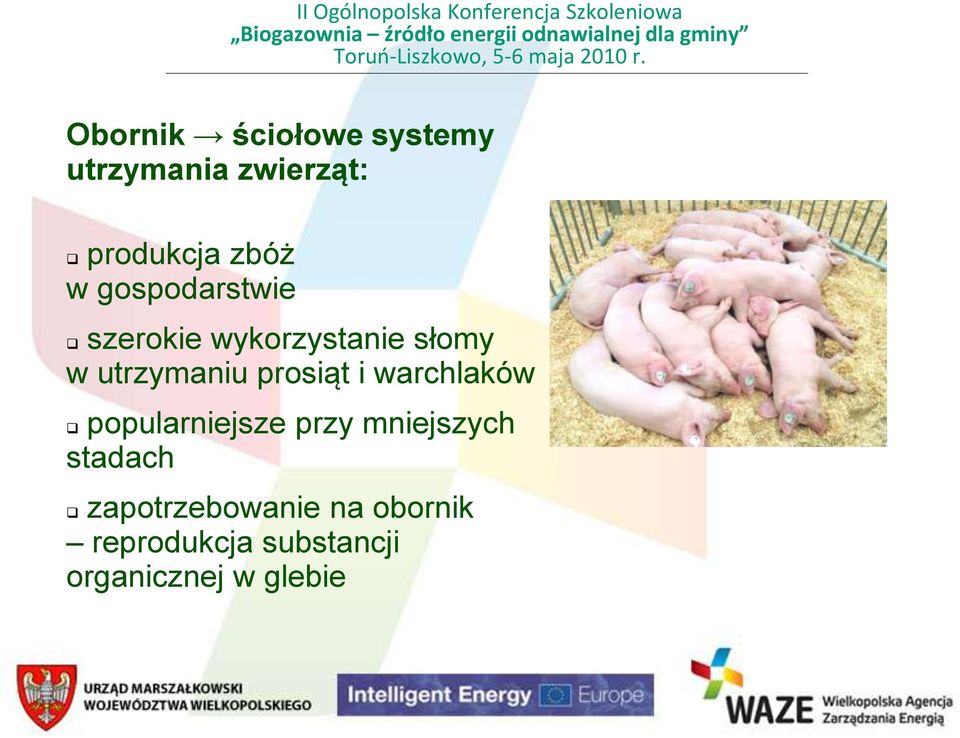 prosiąt i warchlaków popularniejsze przy mniejszych stadach