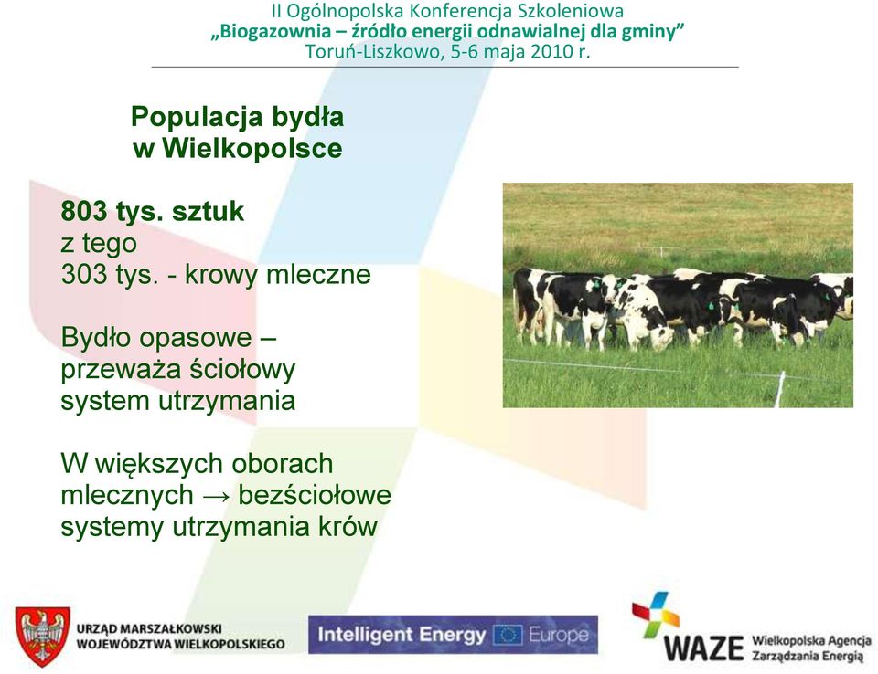 - krowy mleczne Bydło opasowe przeważa ściołowy