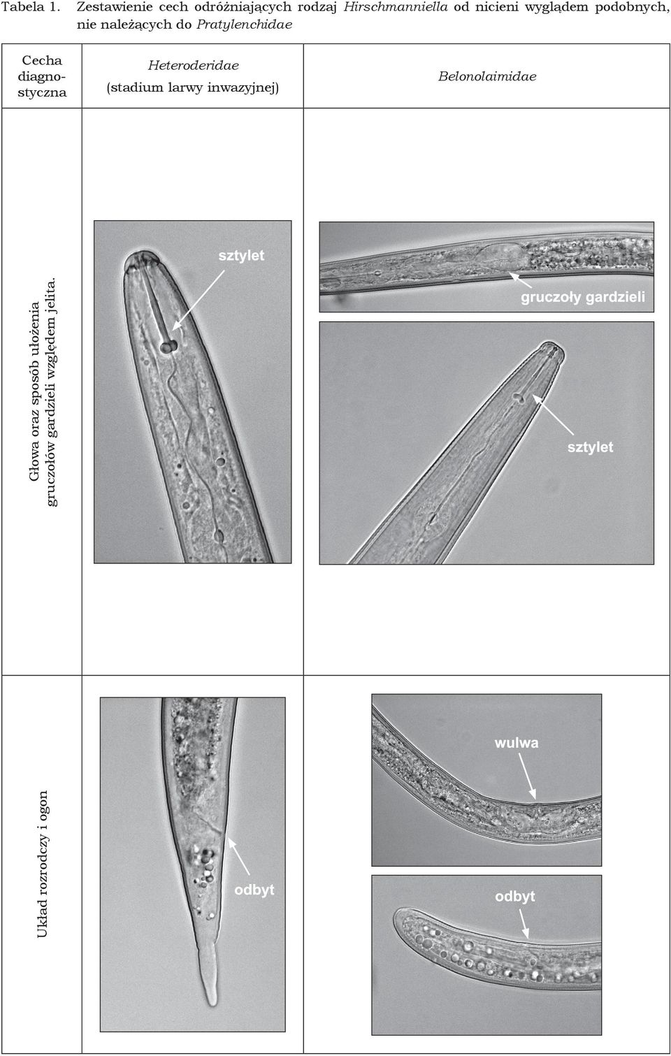 wyglądem podobnych, nie należących do Pratylenchidae Cecha diagnostyczna