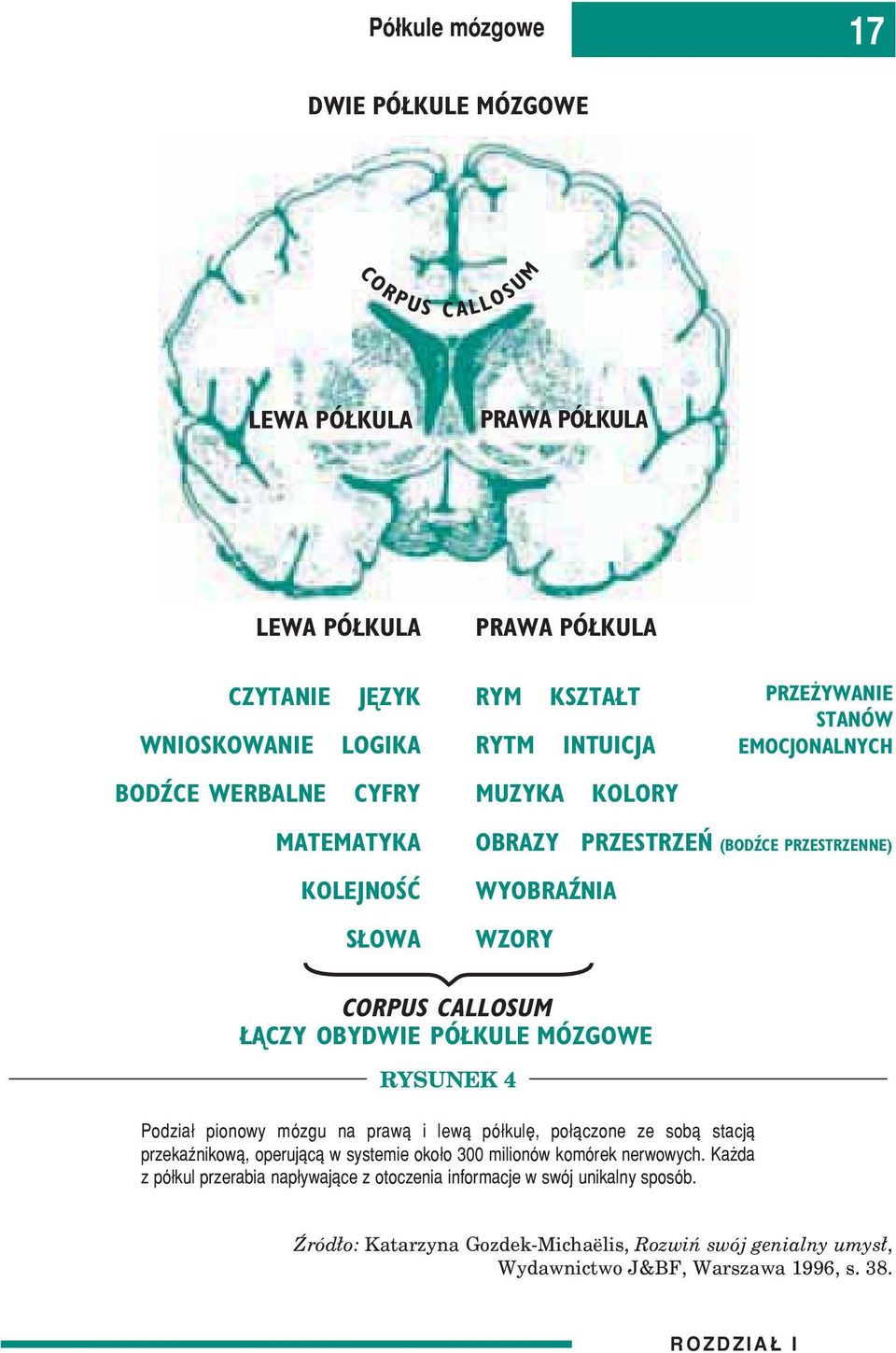 MÓZGOWE RYSUNEK 4 Podzia³ pionowy mózgu na praw¹ i lew¹ pó³kulê, po³¹czone ze sob¹ stacj¹ przekaÿnikow¹, operuj¹c¹ w systemie oko³o 300 milionów komórek nerwowych.