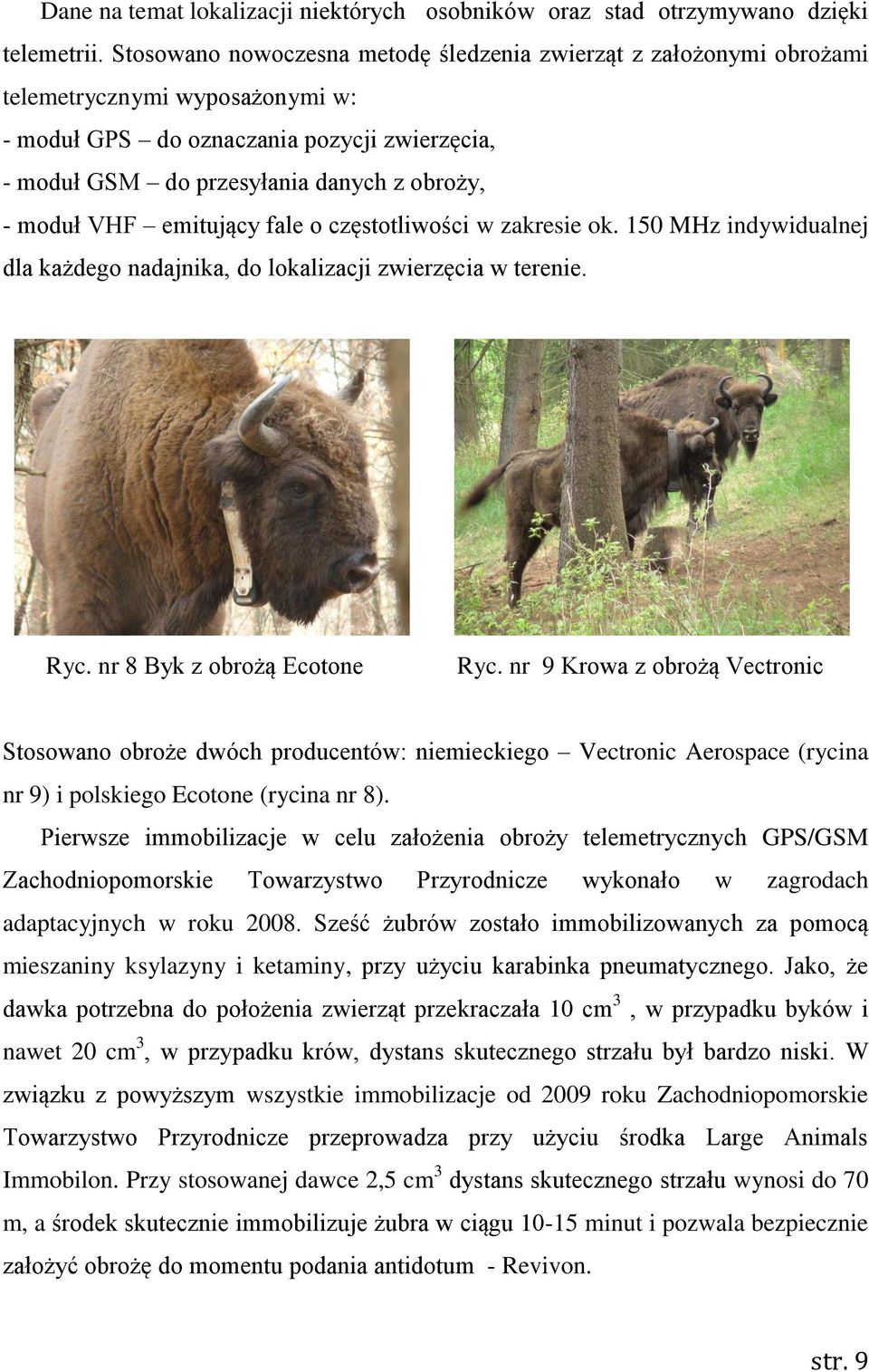 VHF emitujący fale o częstotliwości w zakresie ok. 150 MHz indywidualnej dla każdego nadajnika, do lokalizacji zwierzęcia w terenie. Ryc. nr 8 Byk z obrożą Ecotone Ryc.