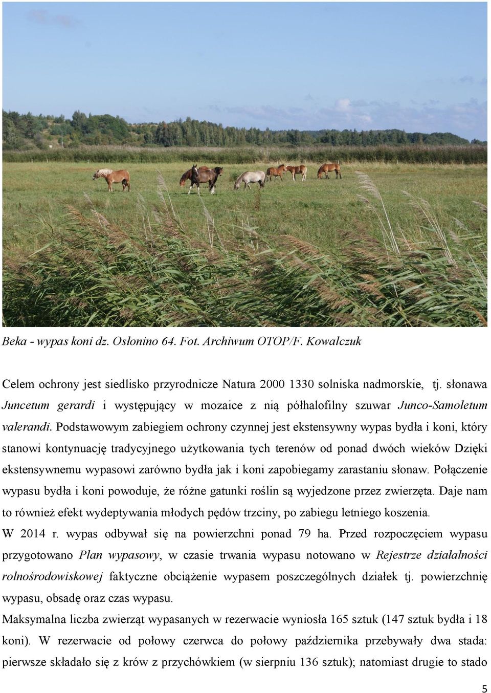 Podstawowym zabiegiem ochrony czynnej jest ekstensywny wypas bydła i koni, który stanowi kontynuację tradycyjnego użytkowania tych terenów od ponad dwóch wieków Dzięki ekstensywnemu wypasowi zarówno