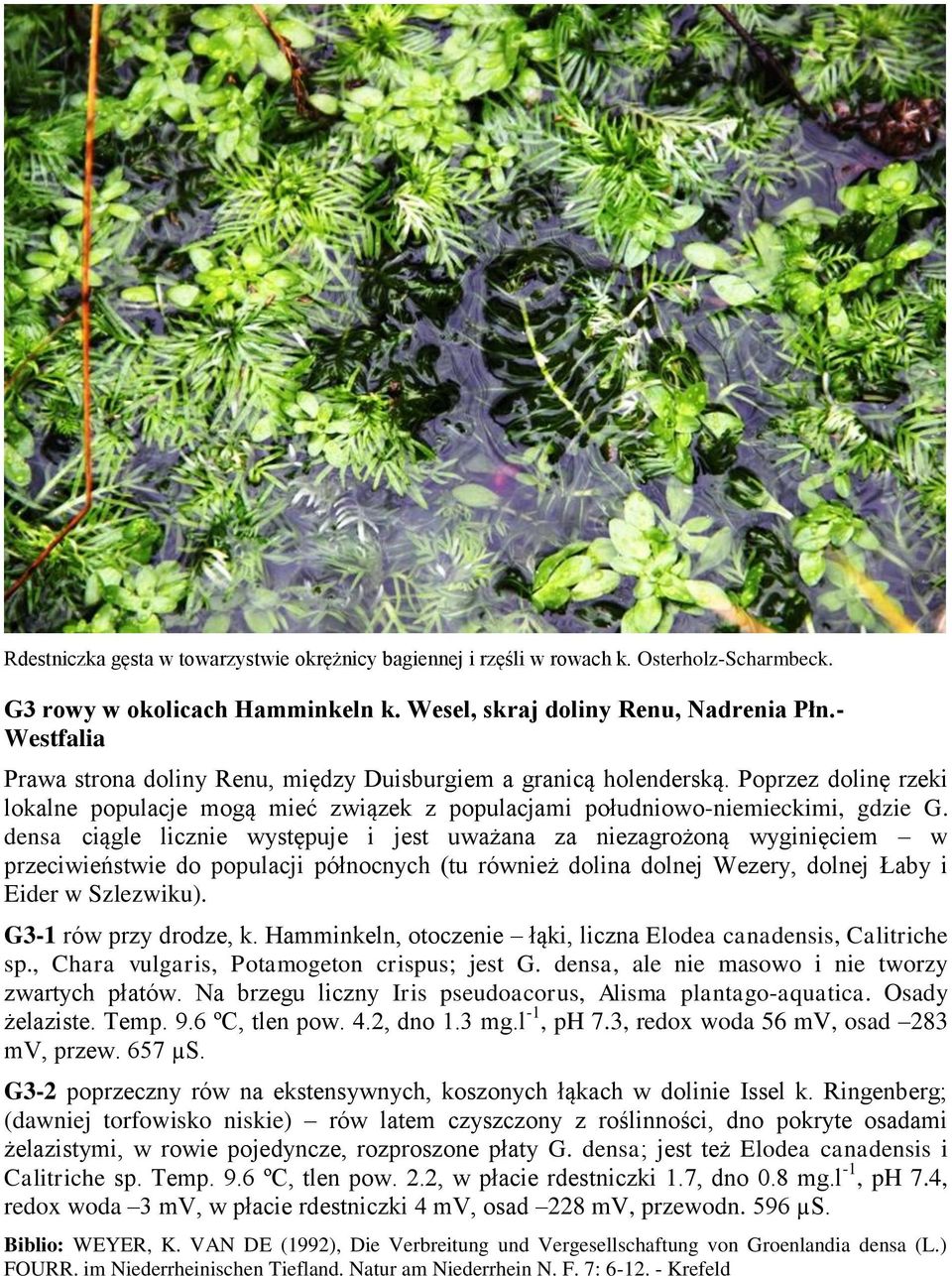densa ciągle licznie występuje i jest uważana za niezagrożoną wyginięciem w przeciwieństwie do populacji północnych (tu również dolina dolnej Wezery, dolnej Łaby i Eider w Szlezwiku).