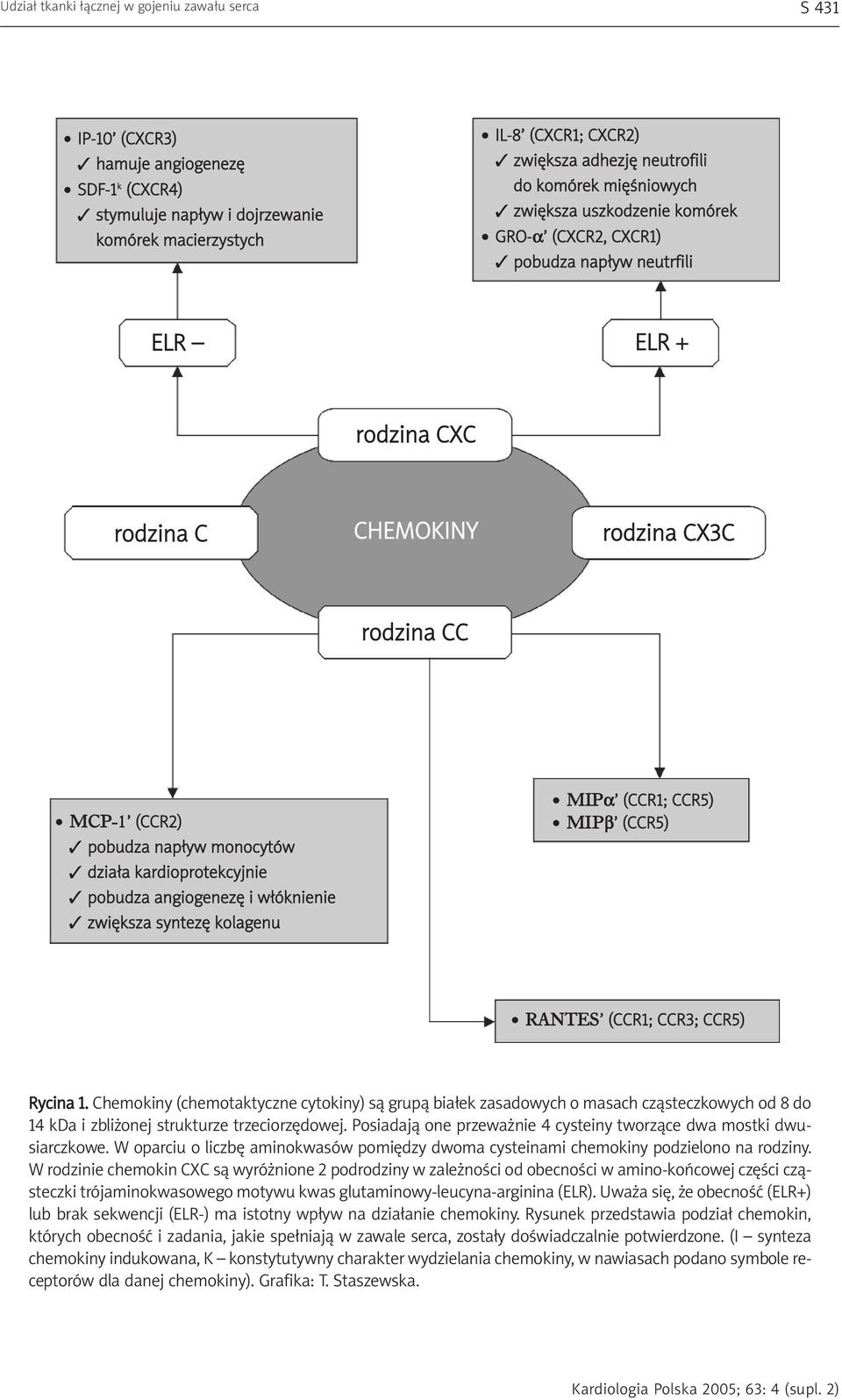nap³yw monocytów dzia³a kardioprotekcyjnie pobudza angiogenezê i w³óknienie zwiêksza syntezê kolagenu MIPα (CCR1; CCR5) MIPβ (CCR5) RANTES (CCR1; CCR3; CCR5) Rycina 1.