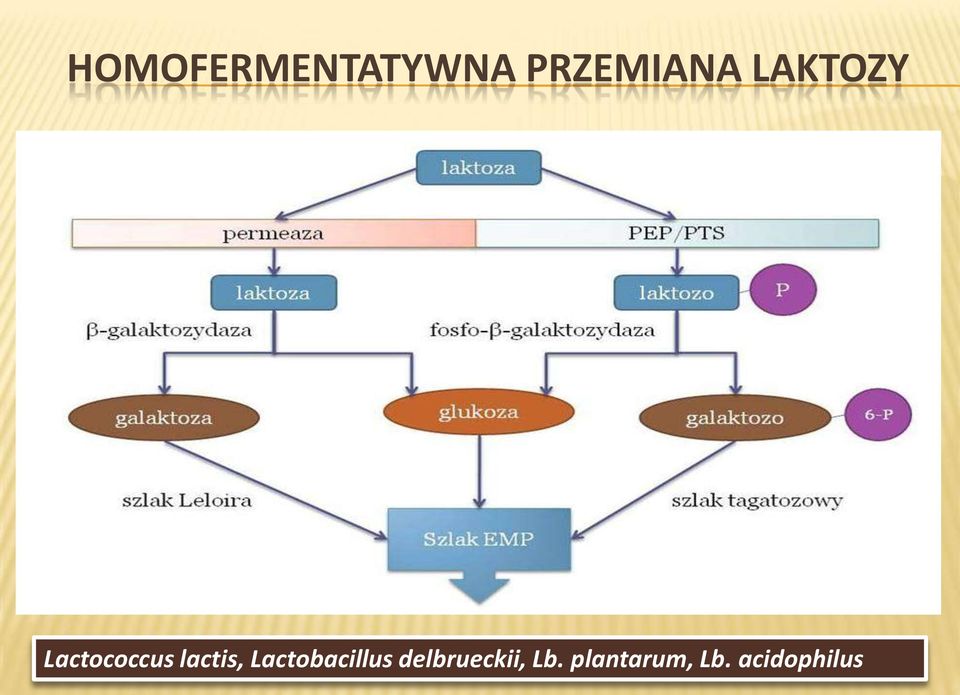 Lactobacillus delbrueckii,
