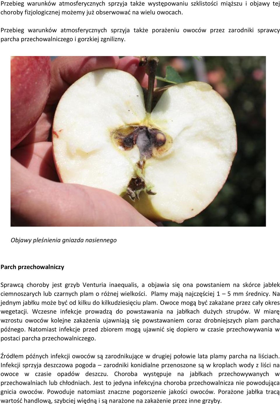 Objawy pleśnienia gniazda nasiennego Parch przechowalniczy Sprawcą choroby jest grzyb Venturia inaequalis, a objawia się ona powstaniem na skórce jabłek ciemnoszarych lub czarnych plam o różnej