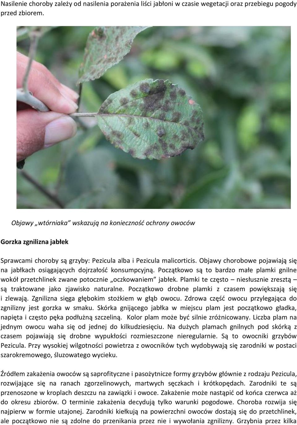 Objawy chorobowe pojawiają się na jabłkach osiągających dojrzałość konsumpcyjną. Początkowo są to bardzo małe plamki gnilne wokół przetchlinek zwane potocznie oczkowaniem jabłek.
