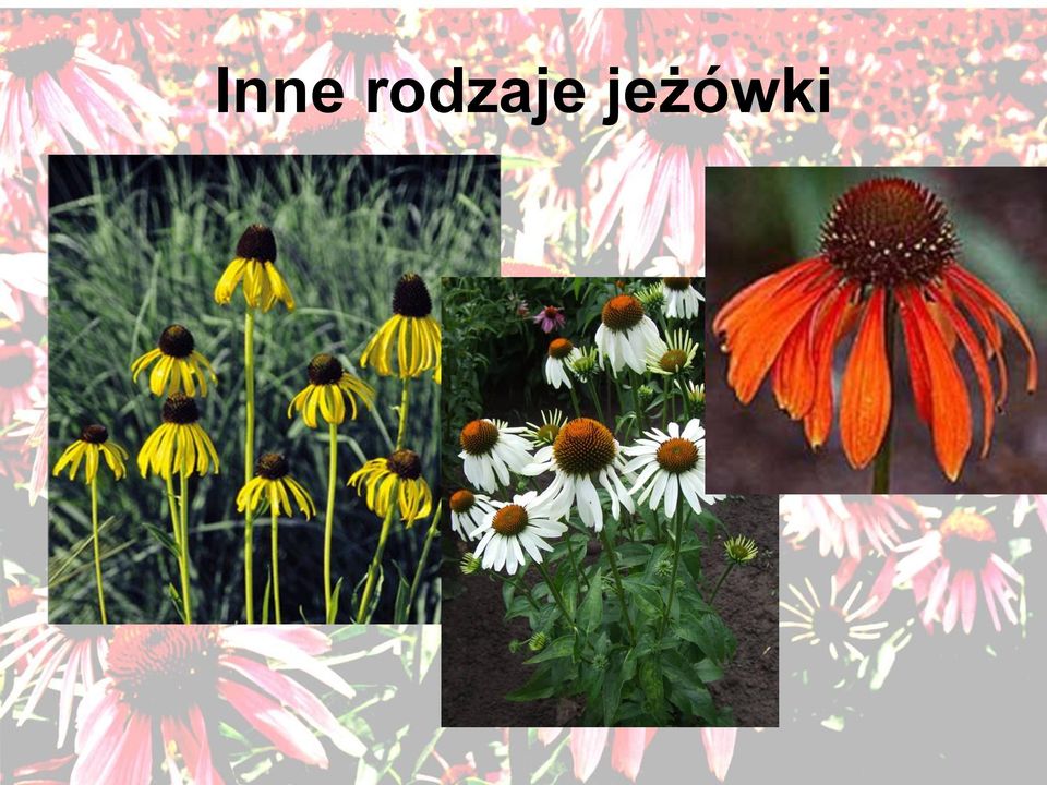 jeżówki