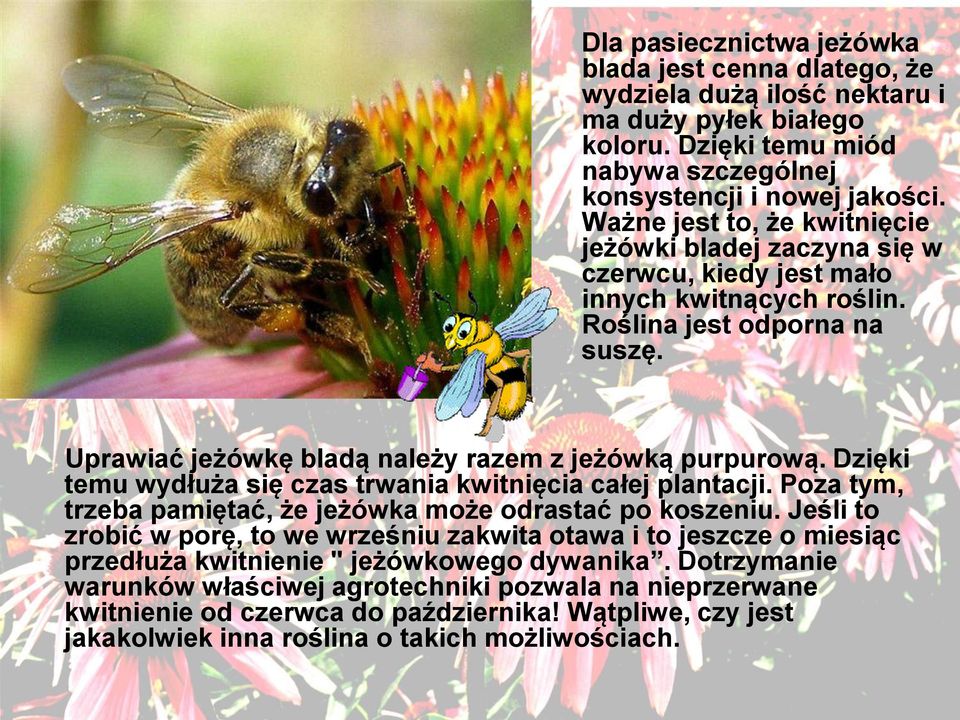 Dzięki temu wydłuża się czas trwania kwitnięcia całej plantacji. Poza tym, trzeba pamiętać, że jeżówka może odrastać po koszeniu.