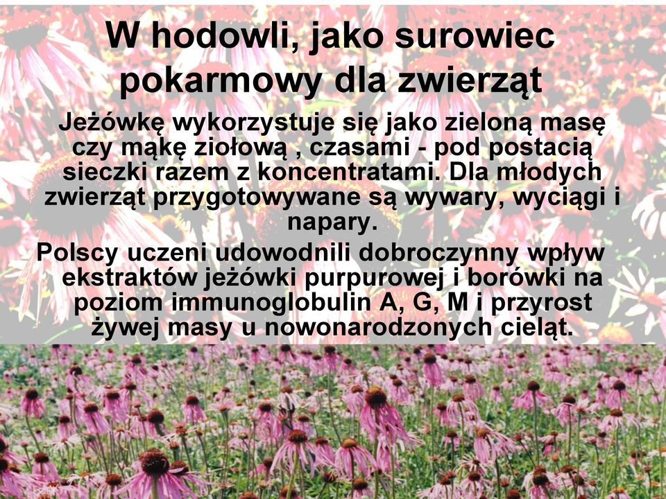 Dla młodych zwierząt przygotowywane są wywary, wyciągi i napary.