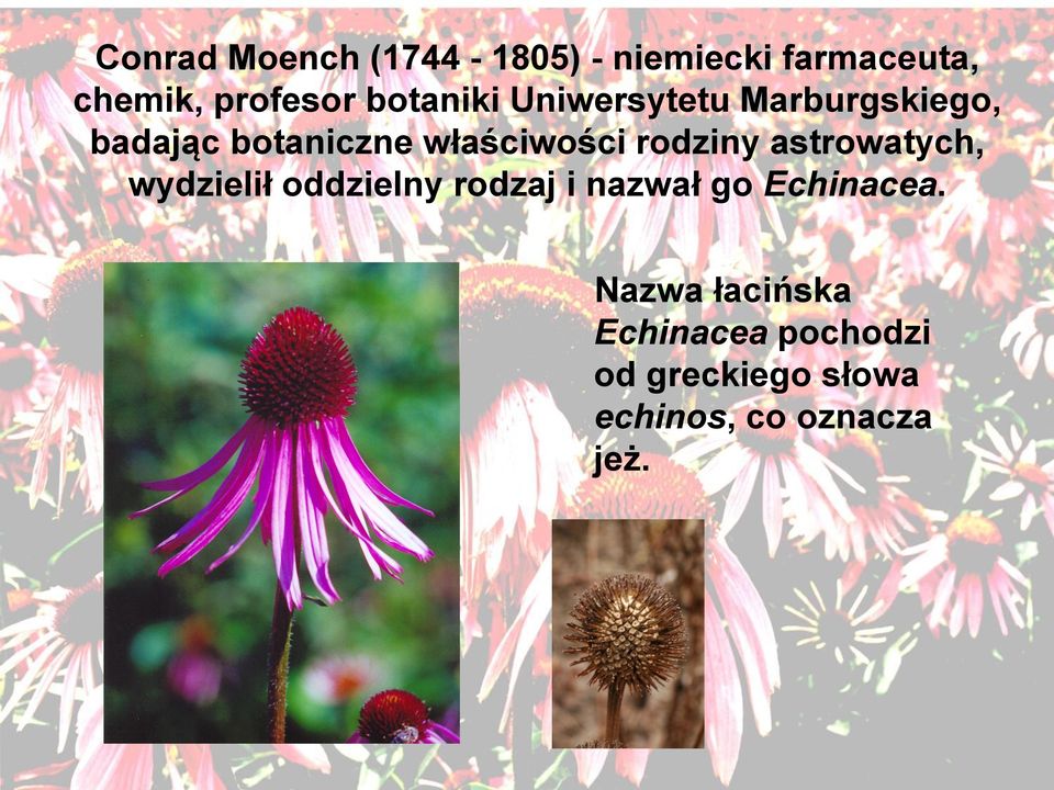 rodziny astrowatych, wydzielił oddzielny rodzaj i nazwał go Echinacea.