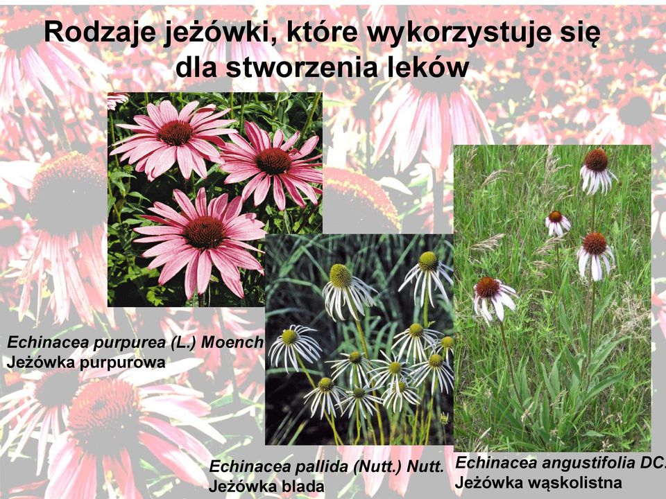 ) Moench Jeżówka purpurowa Echinacea pallida (Nutt.