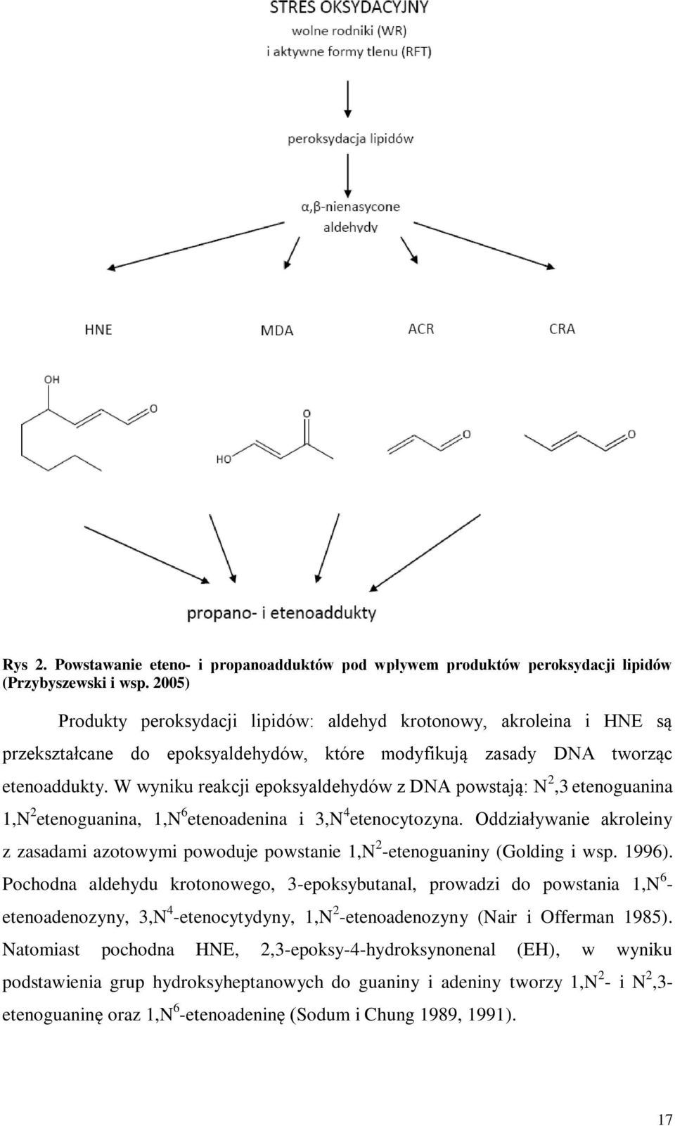 W wyniku reakcji epoksyaldehydów z DNA powstają: N 2,3 etenoguanina 1,N 2 etenoguanina, 1,N 6 etenoadenina i 3,N 4 etenocytozyna.