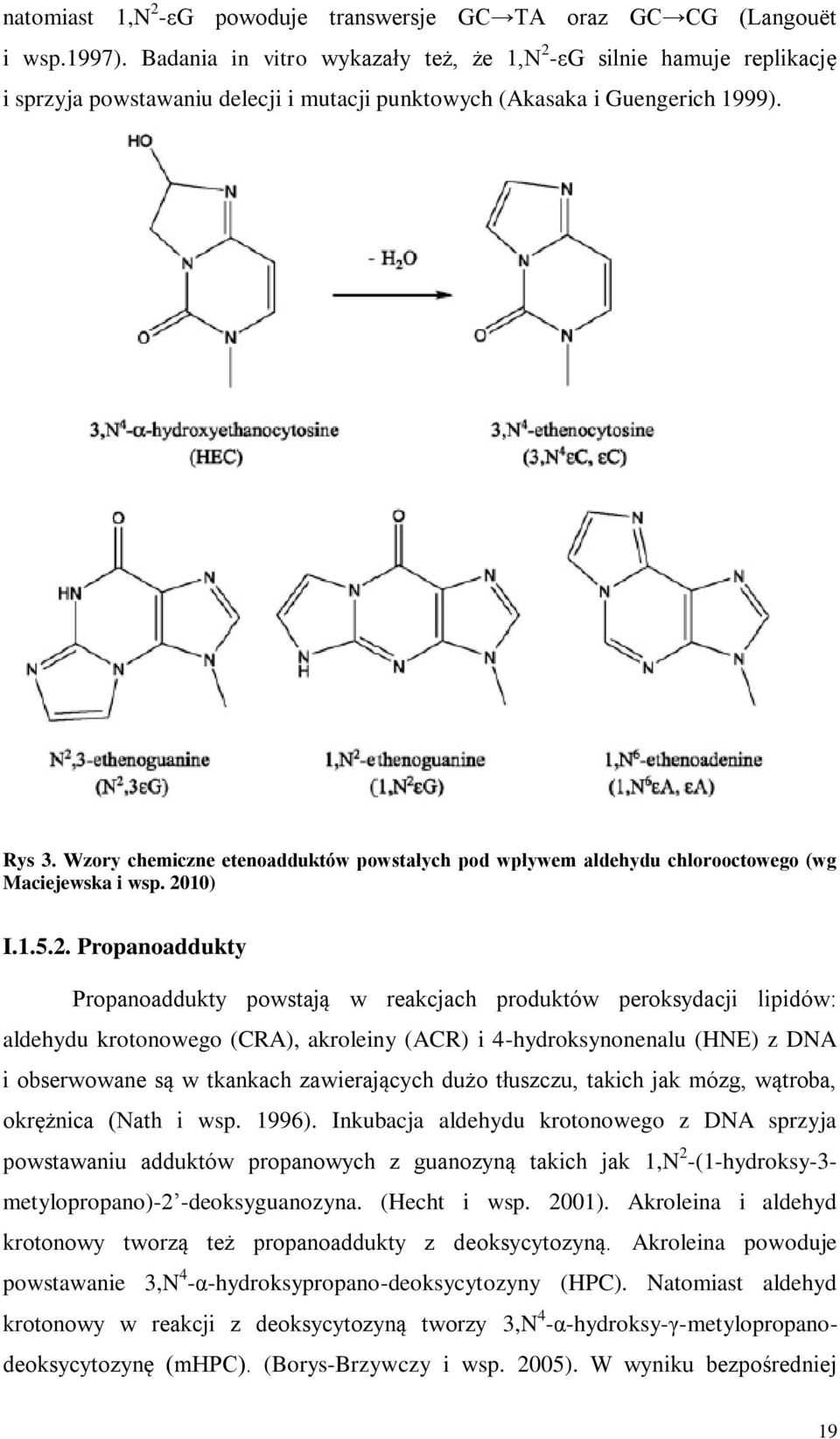 Wzory chemiczne etenoadduktów powstałych pod wpływem aldehydu chlorooctowego (wg Maciejewska i wsp. 20