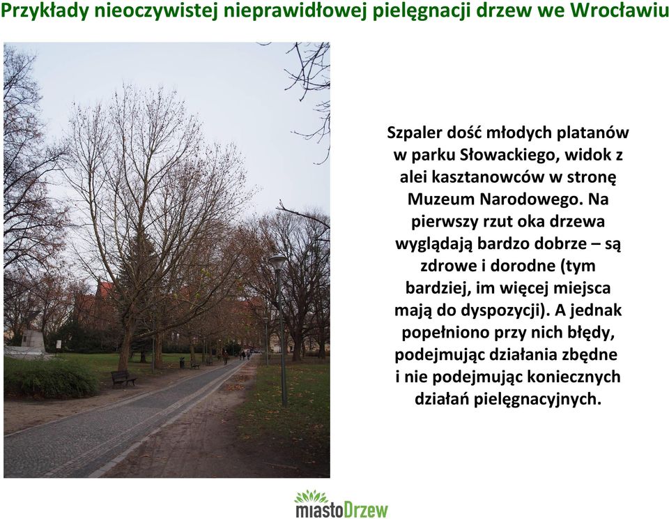 Na pierwszy rzut oka drzewa wyglądają bardzo dobrze są zdrowe i dorodne (tym bardziej, im więcej miejsca