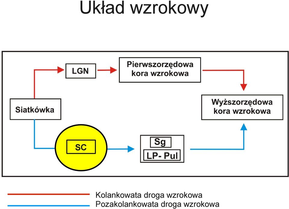 wzrokowa