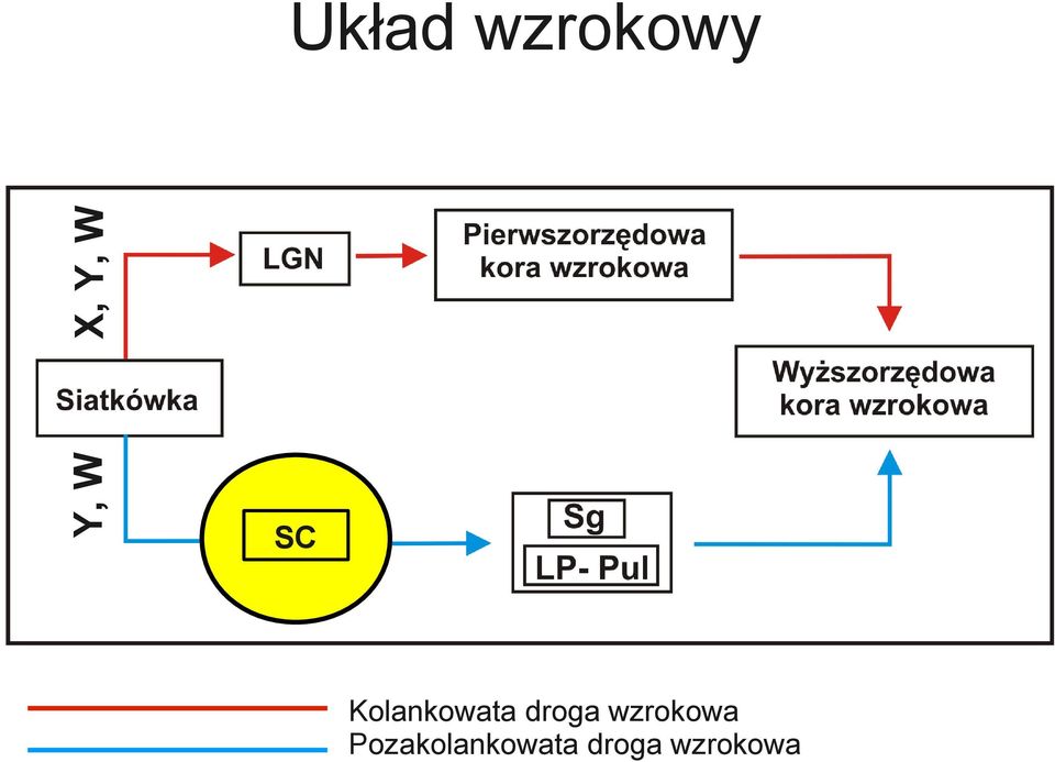 Kolankowata droga