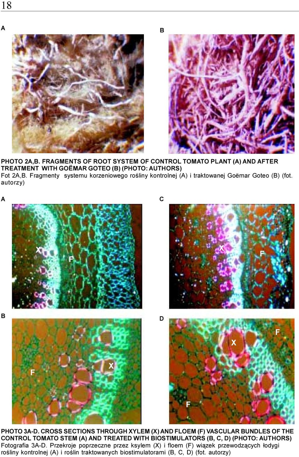 CROSS SECTIONS THROUGH XYLEM (X) AND FLOEM (F) VASCULAR BUNDLES OF THE CONTROL TOMATO STEM (A) AND TREATED WITH BIOSTIMULATORS (B, C, D) (PHOTO: AUTHORS)