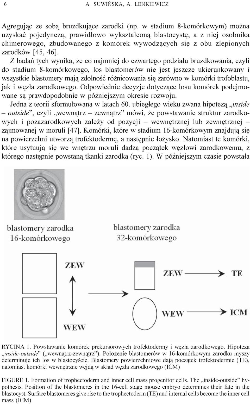 Z badañ tych wynika, e co najmniej do czwartego podzia³u bruzdkowania, czyli do stadium 8-komórkowego, los blastomerów nie jest jeszcze ukierunkowany i wszystkie blastomery maj¹ zdolnoœæ ró nicowania