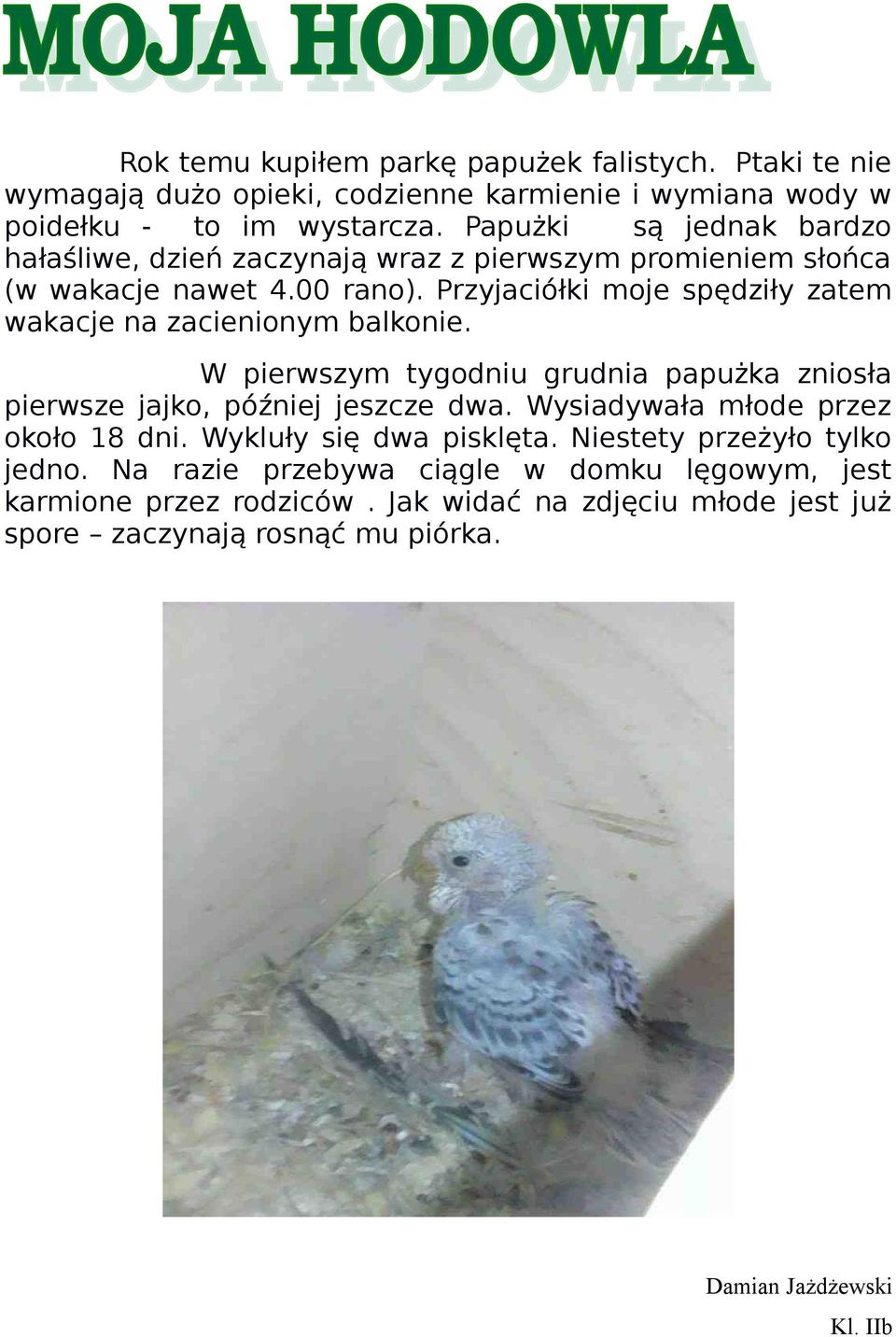Przyjaciółki moje spędziły zatem wakacje na zacienionym balkonie. W pierwszym tygodniu grudnia papużka zniosła pierwsze jajko, później jeszcze dwa.