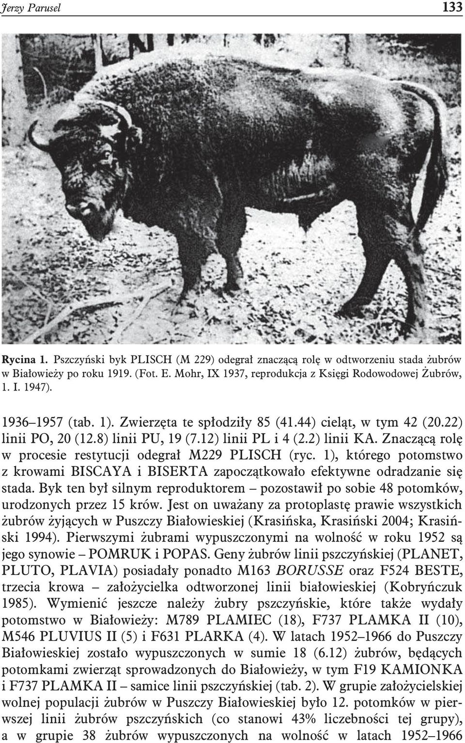 12) linii PL i 4 (2.2) linii KA. Znaczącą rolę w procesie restytucji odegrał M229 PLISCH (ryc. 1), którego potomstwo z krowami BISCAYA i BISERTA zapoczątkowało efektywne odradzanie się stada.