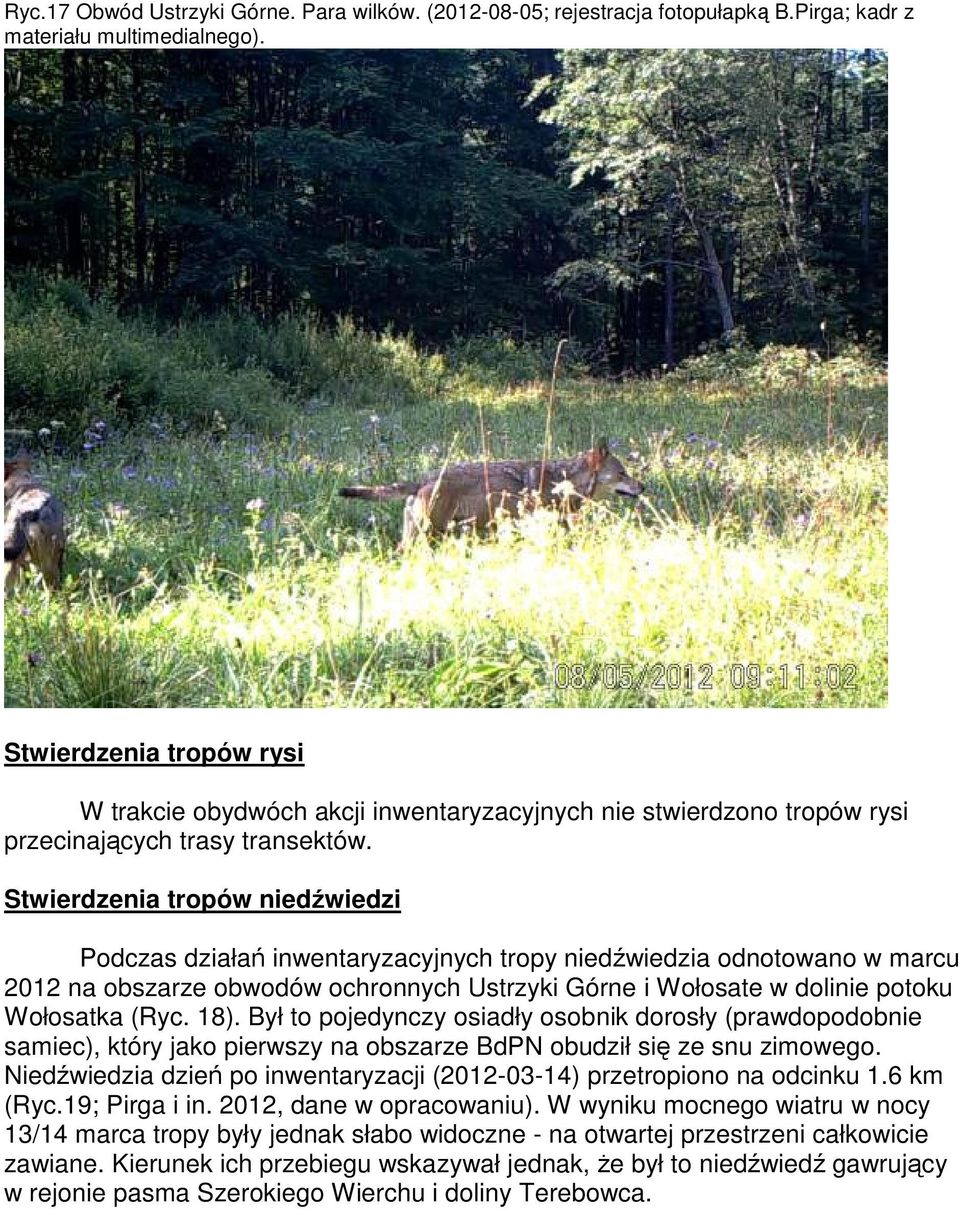 Stwierdzenia tropów niedźwiedzi Podczas działań inwentaryzacyjnych tropy niedźwiedzia odnotowano w marcu 2012 na obszarze obwodów ochronnych Ustrzyki Górne i Wołosate w dolinie potoku Wołosatka (Ryc.