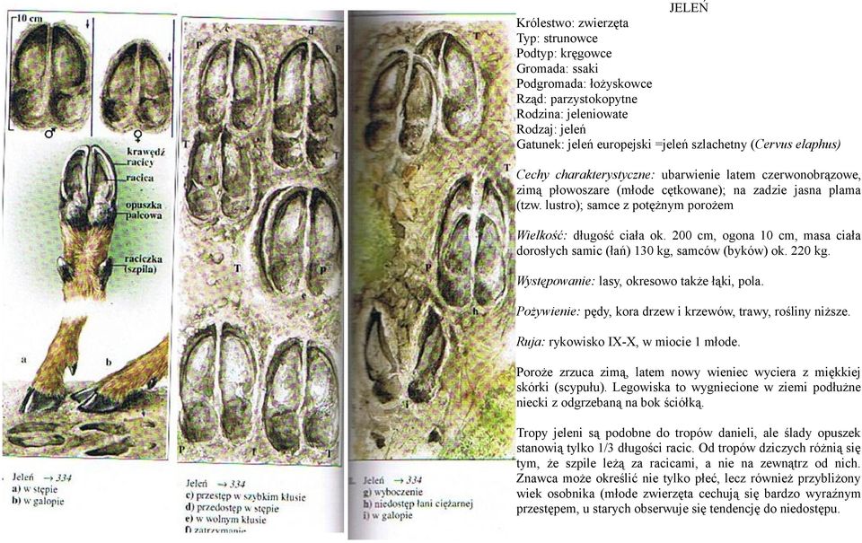 200 cm, ogona 10 cm, masa ciała dorosłych samic (łań) 130 kg, samców (byków) ok. 220 kg. Występowanie: lasy, okresowo także łąki, pola. Pożywienie: pędy, kora drzew i krzewów, trawy, rośliny niższe.