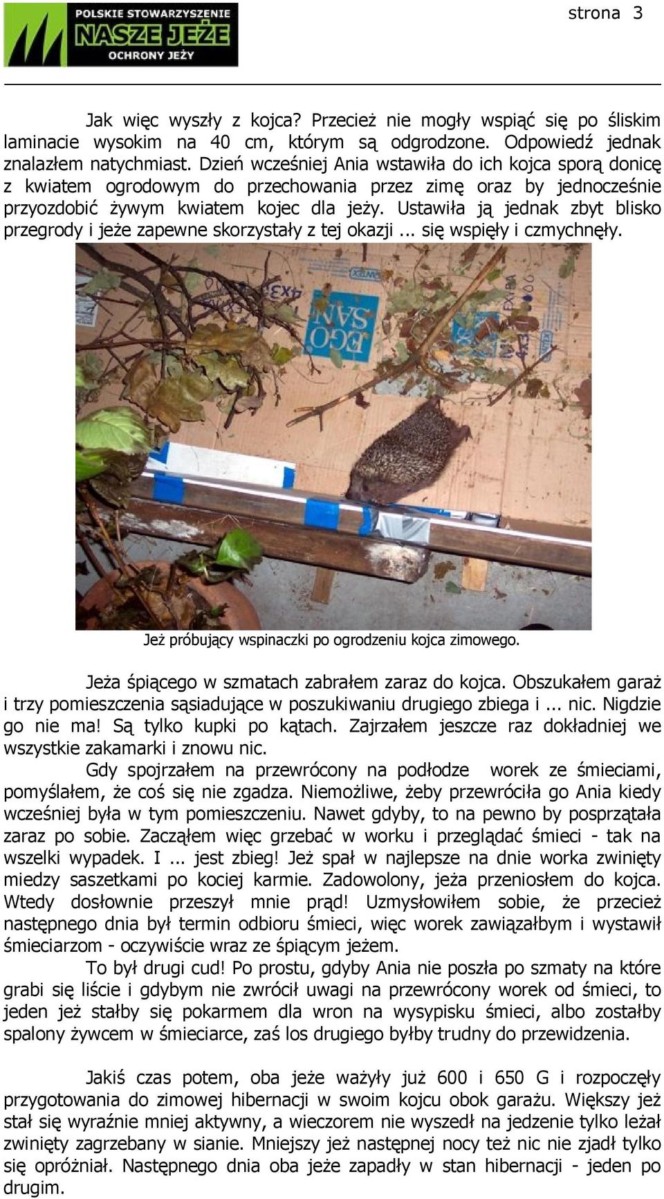 Ustawiła ją jednak zbyt blisko przegrody i jeże zapewne skorzystały z tej okazji... się wspięły i czmychnęły. Jeż próbujący wspinaczki po ogrodzeniu kojca zimowego.