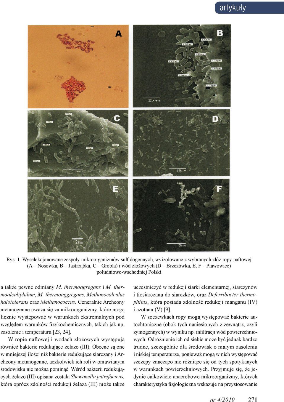 południowo-wschodniej Polski a także pewne odmiany M. thermoagregans i M. thermoalcaliphilum, M. thermoaggregans, Methanocalculus halotolerans oraz Methanococcus.