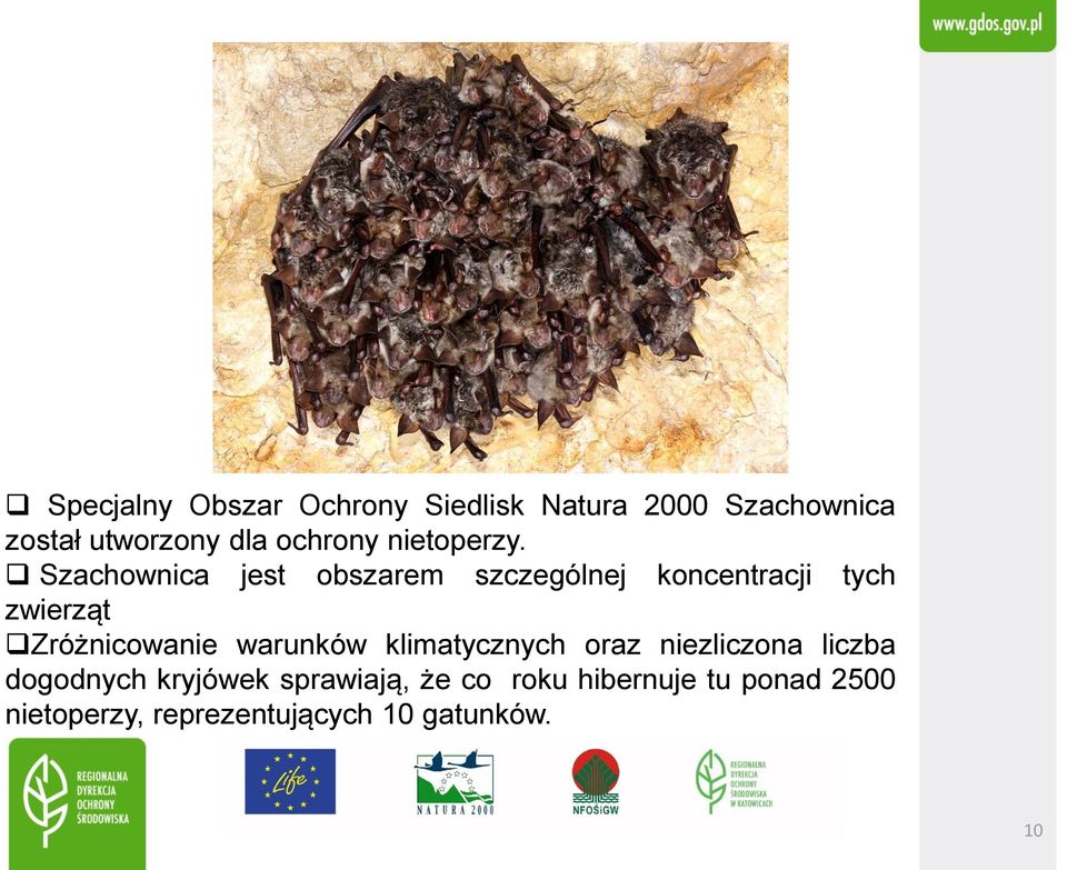 Szachownica jest obszarem szczególnej koncentracji tych zwierząt Zróżnicowanie