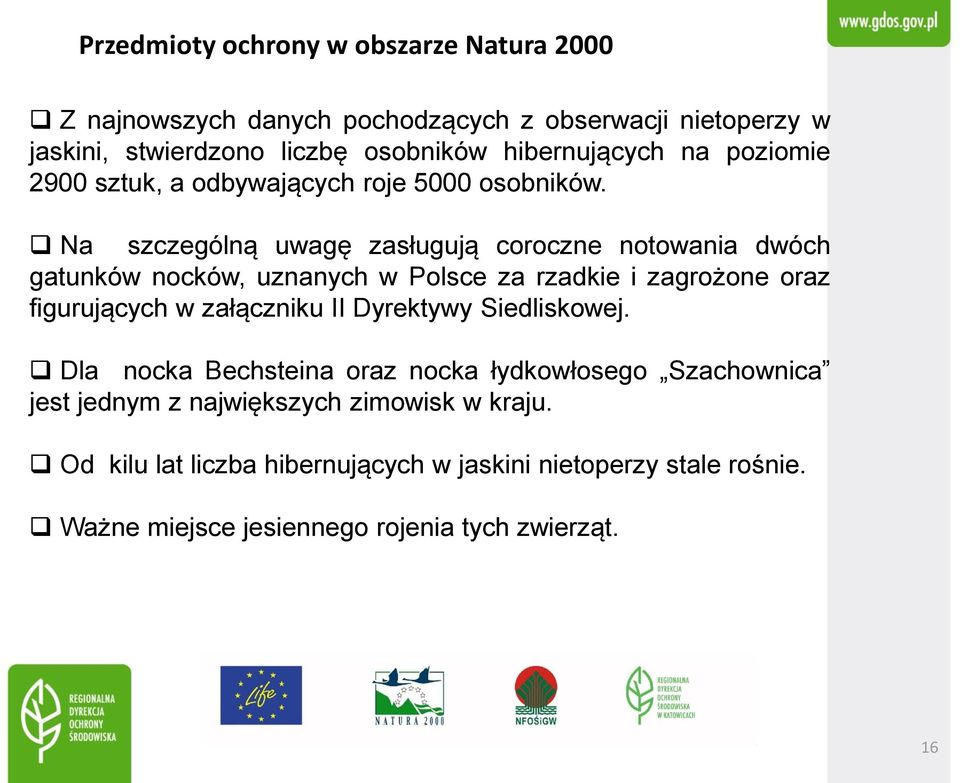 Na szczególną uwagę zasługują coroczne notowania dwóch gatunków nocków, uznanych w Polsce za rzadkie i zagrożone oraz figurujących w załączniku II