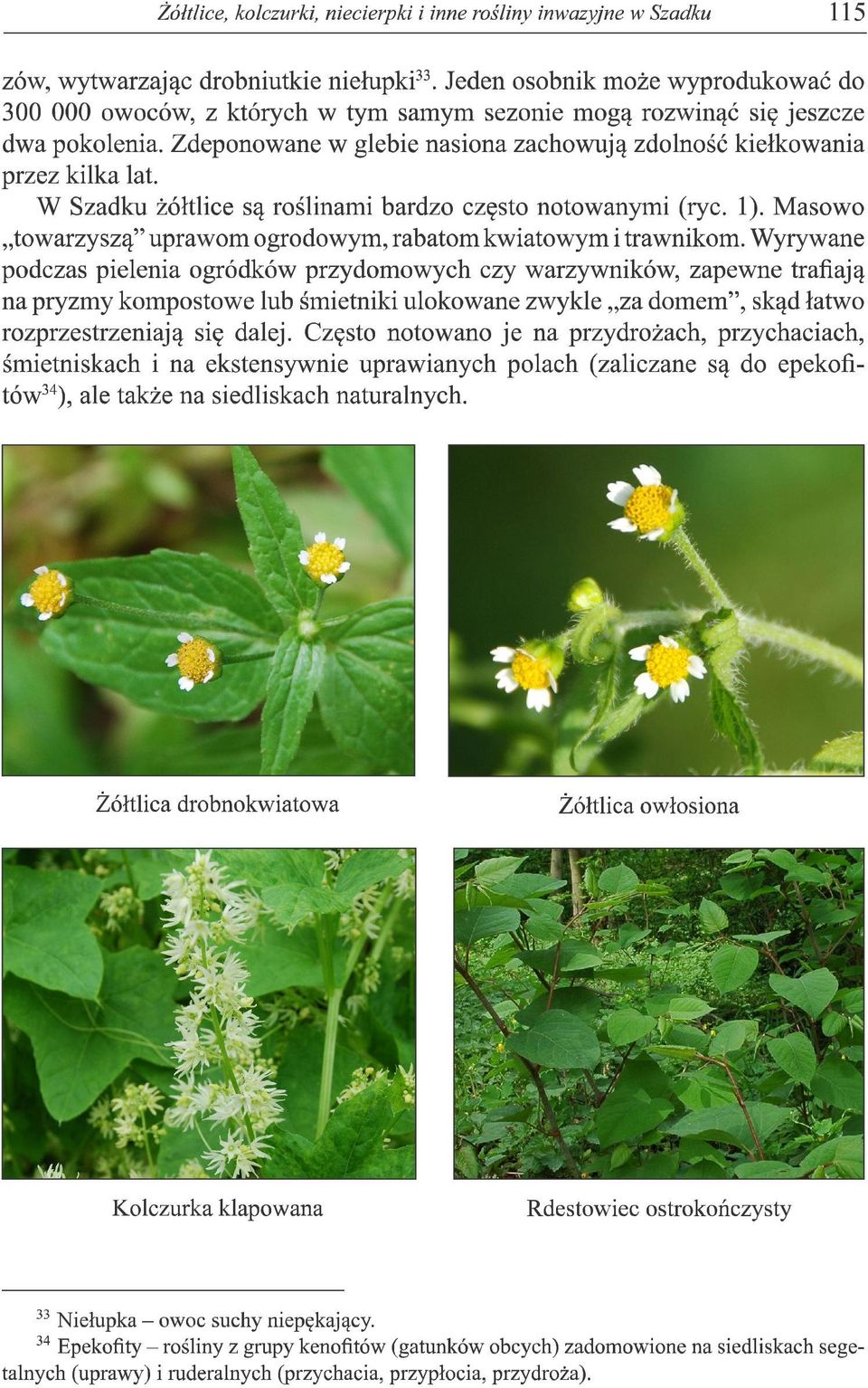 W Szadku żółtlice są roślinami bardzo często notowanymi (ryc. 1). Masowo towarzyszą uprawom ogrodowym, rabatom kwiatowym i trawnikom.