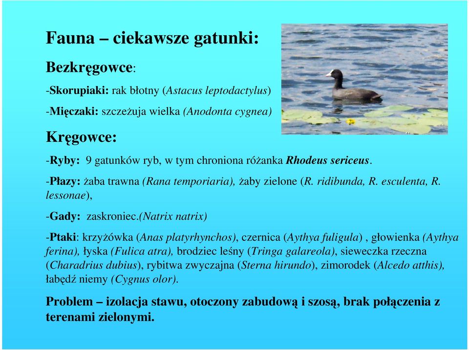 (natrix natrix) -Ptaki: krzyŝówka (Anas platyrhynchos), czernica (Aythya fuligula), głowienka (Aythya ferina), łyska (Fulica atra), brodziec leśny (Tringa galareola), sieweczka
