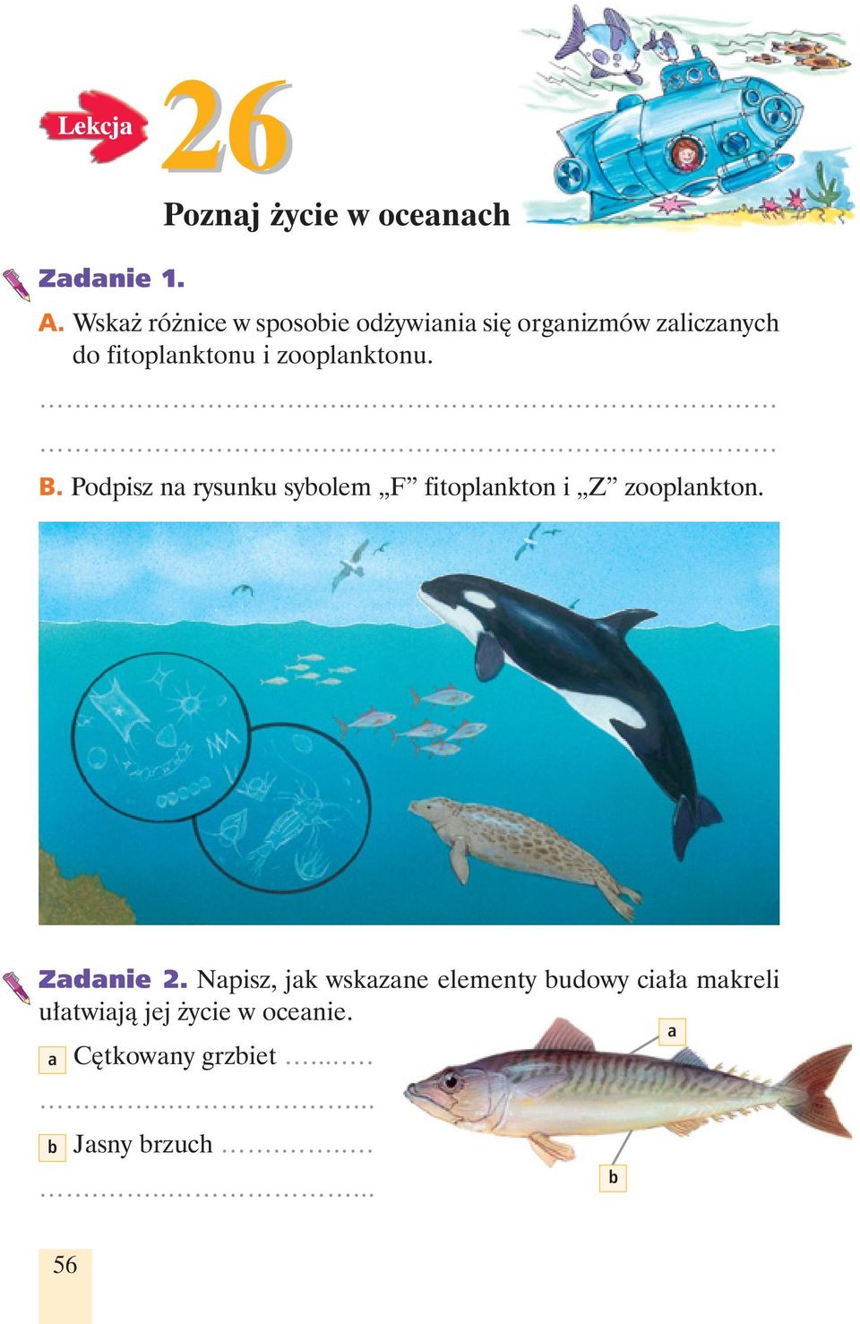 zooplanktonu....... B. Podpisz na rysunku sybolem F fitoplankton i Z zooplankton.