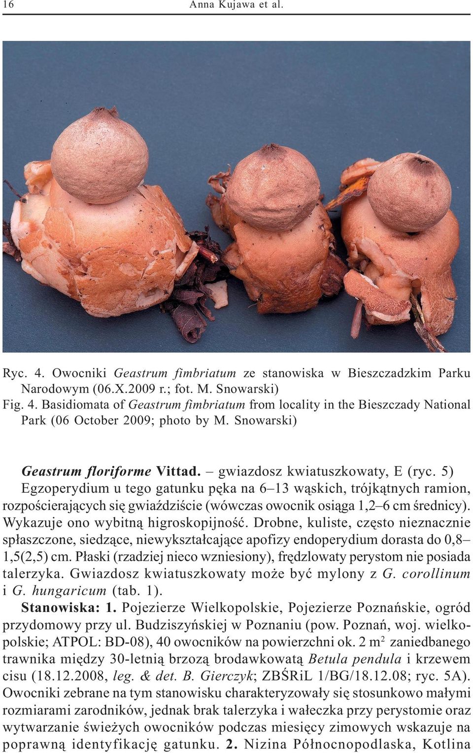 5) Egzoperydium u tego gatunku pêka na 6 13 w¹skich, trójk¹tnych ramion, rozpoœcieraj¹cych siê gwiaÿdziœcie (wówczas owocnik osi¹ga 1,2 6 cm œrednicy). Wykazuje ono wybitn¹ higroskopijnoœæ.