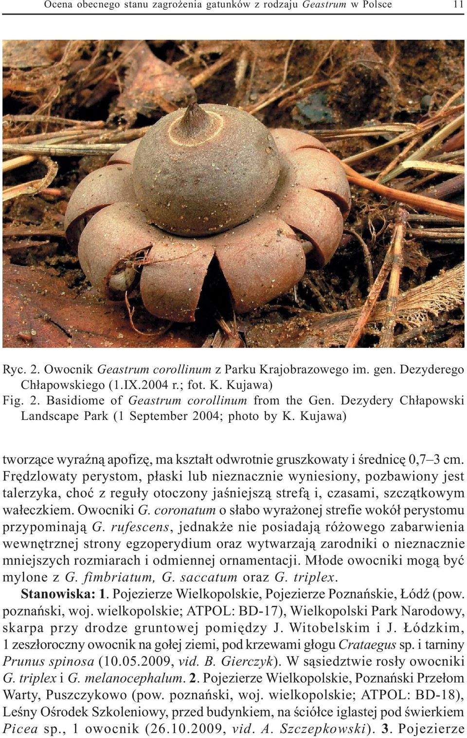 Kujawa) tworz¹ce wyraÿn¹ apofizê, ma kszta³t odwrotnie gruszkowaty i œrednicê 0,7 3 cm.