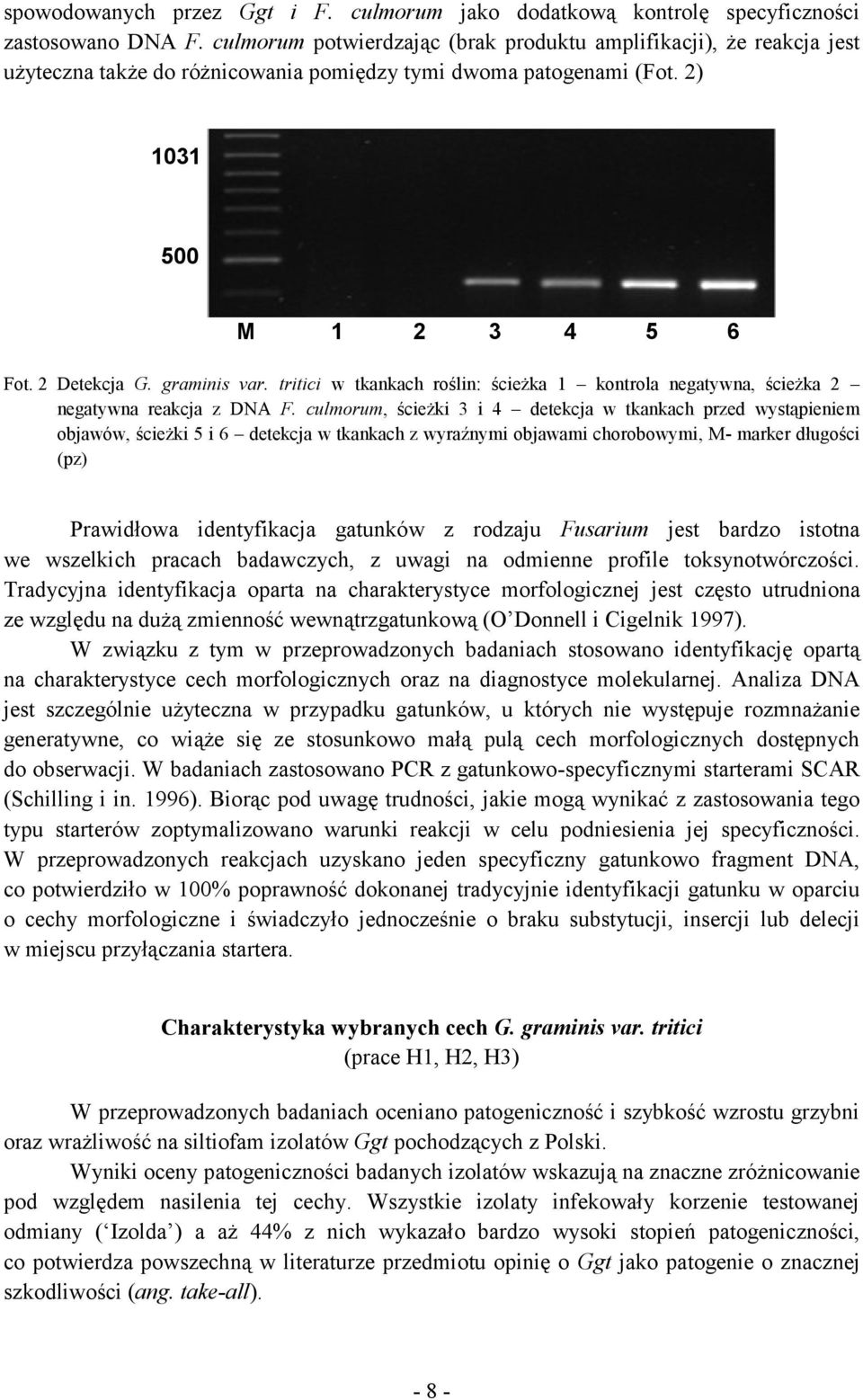 tritici w tkankach roślin: ścieżka 1 kontrola negatywna, ścieżka 2 negatywna reakcja z DNA F.