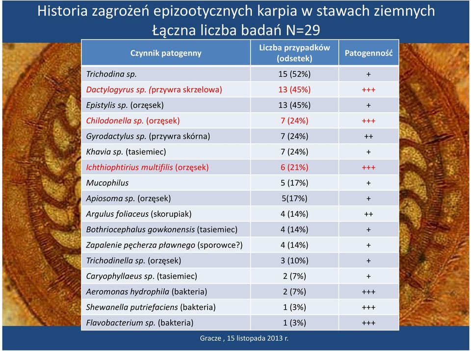(tasiemiec) 7 (24%) + Ichthiophtirius multifilis(orzęsek) 6 (21%) +++ Mucophilus 5 (17%) + Apiosoma sp.